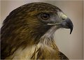 64 - red tail hawk portrait - BUCKELY Marti - united states of america